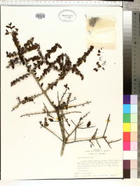 Ilex vomitoria image