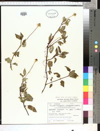 Spilanthes americana image