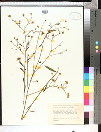 Boltonia asteroides image