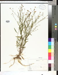 Boltonia diffusa image