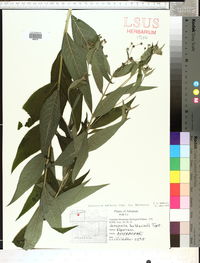 Vernonia baldwinii image