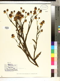 Helenium flexuosum image