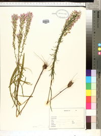 Liatris elegans image