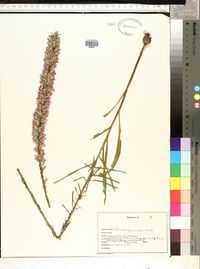 Liatris elegans image