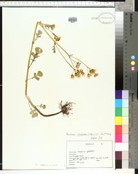 Packera glabella image