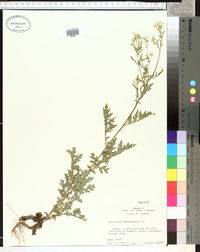 Parthenium hysterophorus image