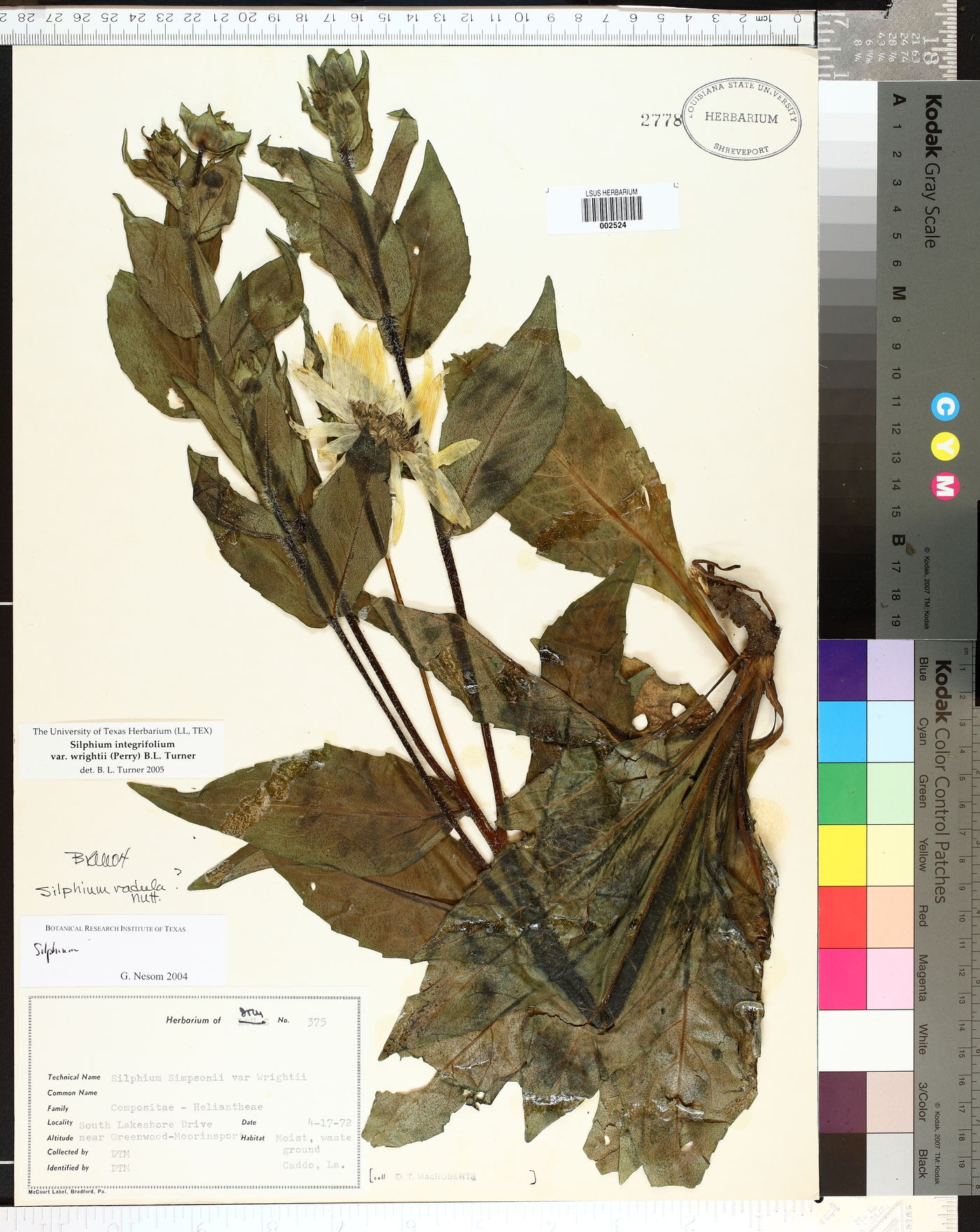 Silphium integrifolium var. wrightii image