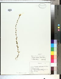 Triodanis perfoliata var. biflora image