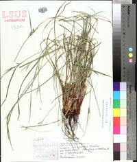 Scleria oligantha image