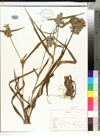 Tradescantia hirsutiflora image
