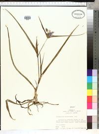 Tradescantia hirsutiflora image