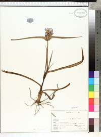 Tradescantia hirsutiflora image