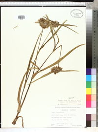 Tradescantia hirsutiflora image