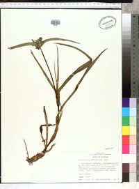 Tradescantia hirsutiflora image