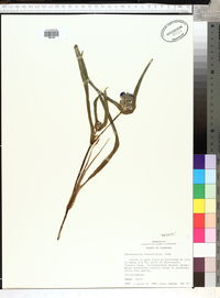 Tradescantia hirsutiflora image