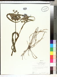 Tradescantia hirsutiflora image