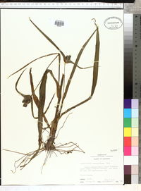 Tradescantia hirsutiflora image