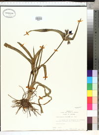 Tradescantia hirsutiflora image