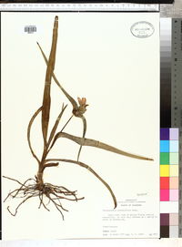 Tradescantia hirsutiflora image