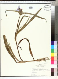 Tradescantia hirsutiflora image