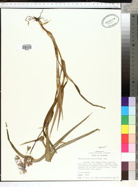 Tradescantia hirsutiflora image
