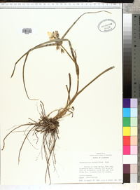 Tradescantia hirsutiflora image