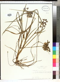 Tradescantia hirsutiflora image