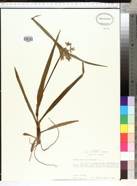 Tradescantia hirsutiflora image