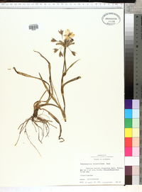 Tradescantia hirsutiflora image