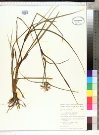 Tradescantia hirsutiflora image