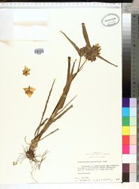 Tradescantia hirsutiflora image