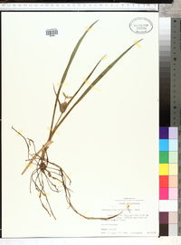 Tradescantia hirsutiflora image