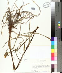 Tradescantia ohiensis image