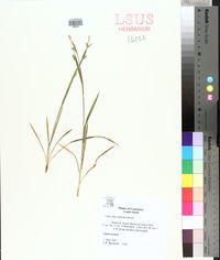 Carex flaccosperma image