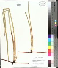 Eleocharis equisetoides image