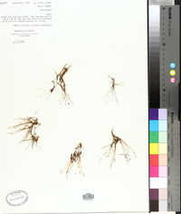Eleocharis parvula image