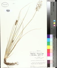 Fimbristylis miliacea image