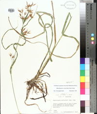 Rhynchospora corniculata image