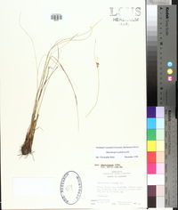 Rhynchospora plumosa image