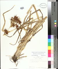 Rhynchospora corniculata image