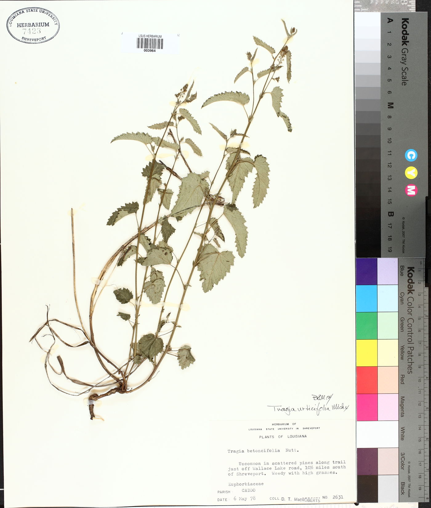 Tragia urticifolia image