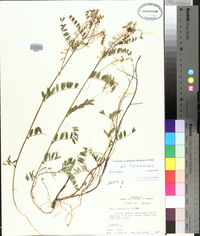 Vicia caroliniana image