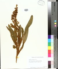Lupinus villosus image