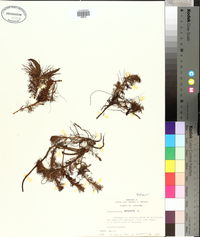 Proserpinaca palustris image