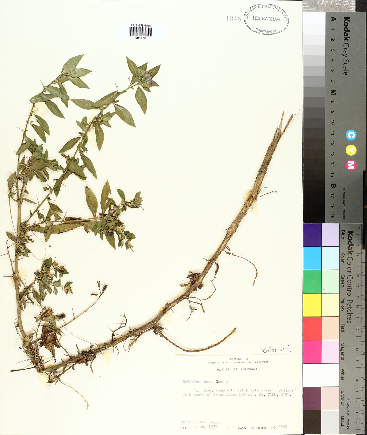 Hydrolea ovata image