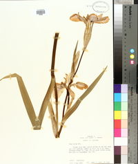 Iris fulva image