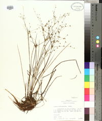 Juncus diffusissimus image