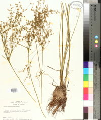 Juncus diffusissimus image