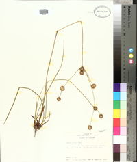 Juncus validus image