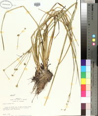 Juncus validus image